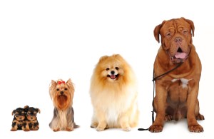 Group of dogs different sizes isolated